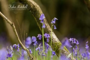 bluebells in the Danbury woods by Kika Mitchell Photography Chelmsford family photographer
